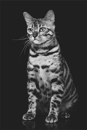 simsearch:400-08787685,k - Portrait of beautiful bengal cat staring at something. Studio shot over black background. Copy space. Monochrome. Foto de stock - Super Valor sin royalties y Suscripción, Código: 400-08730739