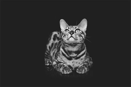 simsearch:400-08787685,k - Portrait of beautiful bengal cat staring at something. Studio shot over black background. Copy space. Monochrome. Foto de stock - Super Valor sin royalties y Suscripción, Código: 400-08730740