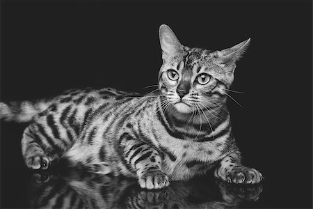 simsearch:400-08787685,k - Portrait of beautiful bengal cat staring at something. Studio shot over black background. Copy space. Monochrome. Foto de stock - Super Valor sin royalties y Suscripción, Código: 400-08730741