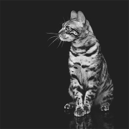 simsearch:400-08787685,k - Portrait of beautiful bengal cat staring at something. Studio shot over black background. Copy space. Square composition. Monochrome. Foto de stock - Super Valor sin royalties y Suscripción, Código: 400-08730742