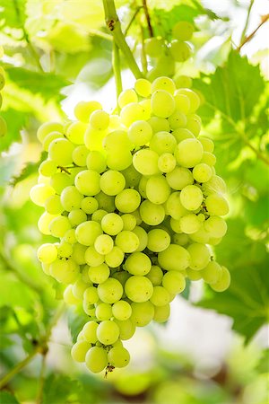 fogen (artist) - Bunch of grapes on a background of the sunny sky. Stockbilder - Microstock & Abonnement, Bildnummer: 400-08730961