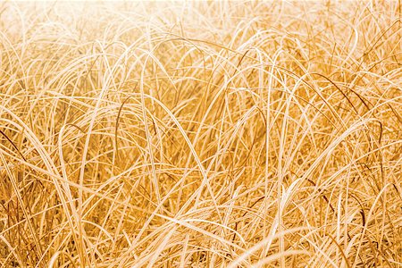floral background. autumn field with dry grass in soft sunlight Stockbilder - Microstock & Abonnement, Bildnummer: 400-08731010