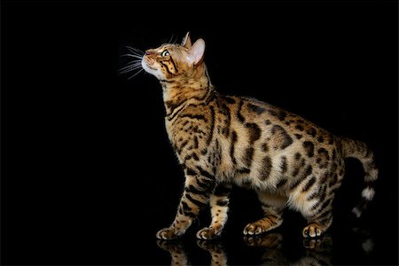 simsearch:400-09224195,k - Portrait of beautiful bengal cat staring at something. Studio shot over black background. Copy space. Stockbilder - Microstock & Abonnement, Bildnummer: 400-08731037