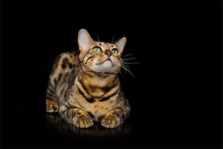 simsearch:400-09224195,k - Portrait of beautiful bengal cat staring at something. Studio shot over black background. Copy space. Stockbilder - Microstock & Abonnement, Bildnummer: 400-08731038