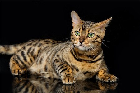simsearch:400-09224195,k - Portrait of beautiful bengal cat staring at something. Studio shot over black background. Copy space. Stockbilder - Microstock & Abonnement, Bildnummer: 400-08731039