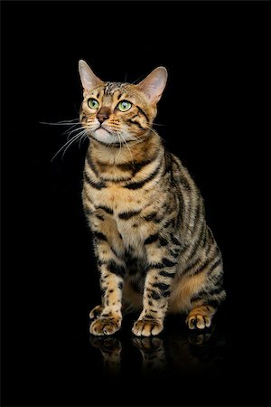 simsearch:400-09224195,k - Portrait of beautiful bengal cat staring at something. Studio shot over black background. Copy space. Stockbilder - Microstock & Abonnement, Bildnummer: 400-08731040