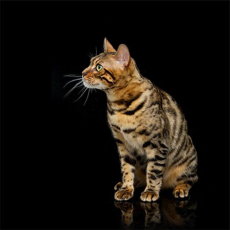 simsearch:400-08787685,k - Portrait of beautiful bengal cat staring at something. Studio shot over black background. Copy space. Square composition. Foto de stock - Super Valor sin royalties y Suscripción, Código: 400-08731041