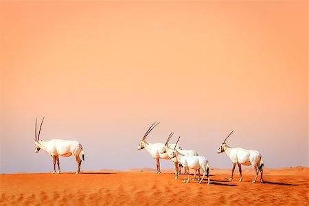 Oryxes or Arabian antelopes in the Desert Conservaion Reserve near Dubai, UAE Photographie de stock - Aubaine LD & Abonnement, Code: 400-08731078