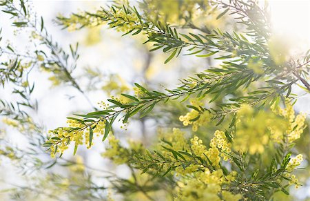 sherjaca (artist) - Early morning australian yellow wattle flowers in sunshine Fotografie stock - Microstock e Abbonamento, Codice: 400-08731072