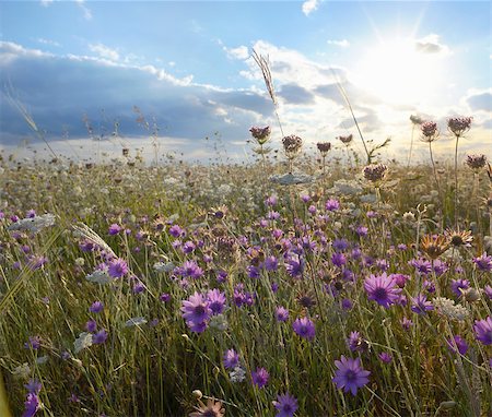 xeranthemum annuum flowers on field Stock Photo - Budget Royalty-Free & Subscription, Code: 400-08731102