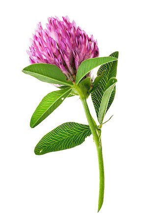 Single clover flower vertically isolated on white background Stock Photo - Budget Royalty-Free & Subscription, Code: 400-08731141