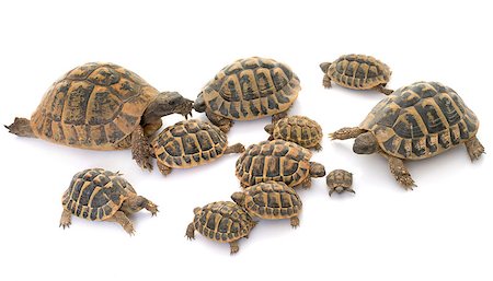 Hermanns Tortoise and baby turtles in studio Stockbilder - Microstock & Abonnement, Bildnummer: 400-08731385