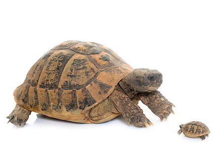 Hermanns Tortoise and baby turtle in studio Stockbilder - Microstock & Abonnement, Bildnummer: 400-08731386
