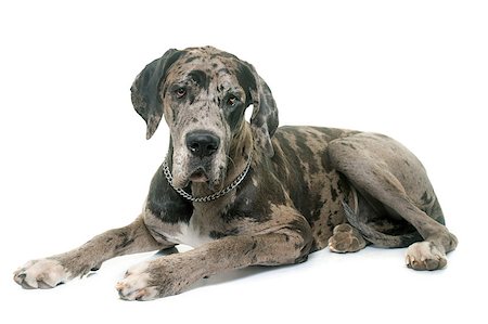 danish ethnicity (female) - Great Dane in front of white background Stock Photo - Budget Royalty-Free & Subscription, Code: 400-08731387