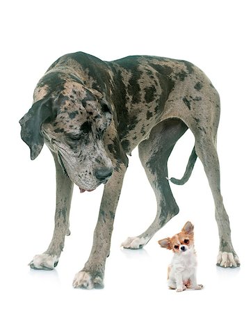 Great Dane and puppy chihuahua in front of white background Foto de stock - Super Valor sin royalties y Suscripción, Código: 400-08731388