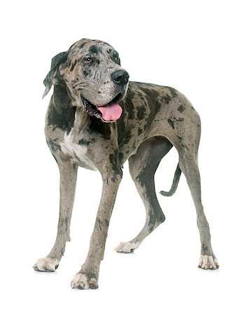danish ethnicity (female) - Great Dane in front of white background Stock Photo - Budget Royalty-Free & Subscription, Code: 400-08731389