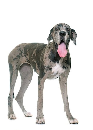 danish ethnicity (female) - Great Dane in front of white background Stock Photo - Budget Royalty-Free & Subscription, Code: 400-08731395