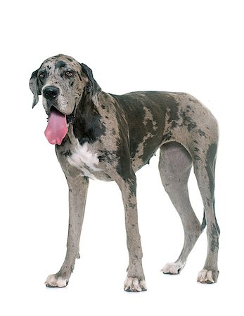 danish ethnicity (female) - Great Dane in front of white background Stock Photo - Budget Royalty-Free & Subscription, Code: 400-08731396