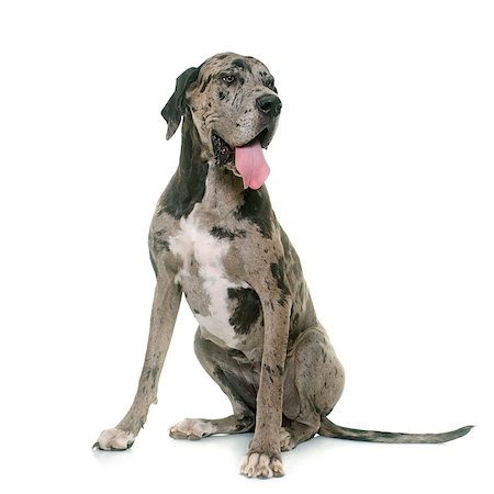 danish ethnicity (female) - Great Dane in front of white background Stock Photo - Budget Royalty-Free & Subscription, Code: 400-08731390