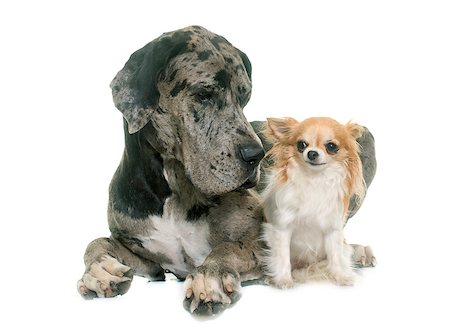 simsearch:400-08731392,k - Great Dane and chihuahua in front of white background Stockbilder - Microstock & Abonnement, Bildnummer: 400-08731393