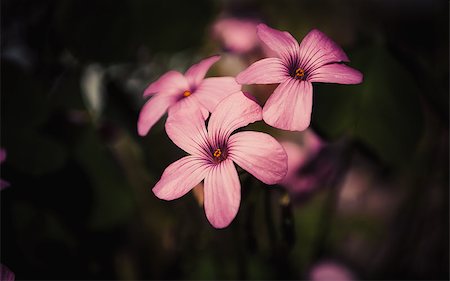 pink oxalis flower close up on dark background Fotografie stock - Microstock e Abbonamento, Codice: 400-08731589