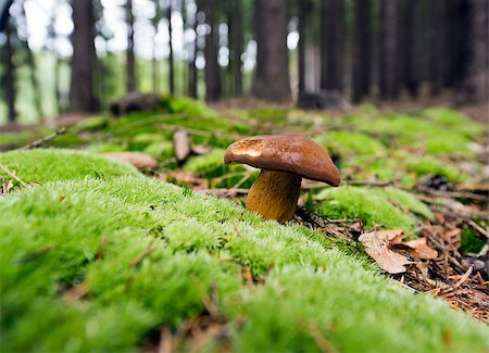 An edible mushroom growing in the wild Stock Photo - Budget Royalty-Free & Subscription, Code: 400-08731616