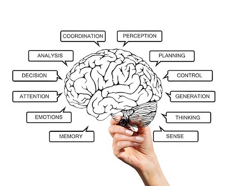functions of the human brains hemispheres - Diagram of brain functions, drawn with a marker on transparent screen hand Stock Photo - Budget Royalty-Free & Subscription, Code: 400-08731743