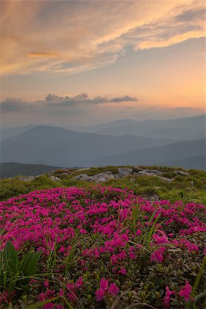 rhododendron - Rhododendron flowers and rocks in the foreground of the Carpathian Mountains. dramatic clouds. sunset Photographie de stock - Aubaine LD & Abonnement, Code: 400-08731754