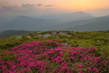 rhododendron - Rhododendron flowers and rocks in the foreground of the Carpathian Mountains. dramatic clouds. sunset Photographie de stock - Aubaine LD & Abonnement, Code: 400-08731753