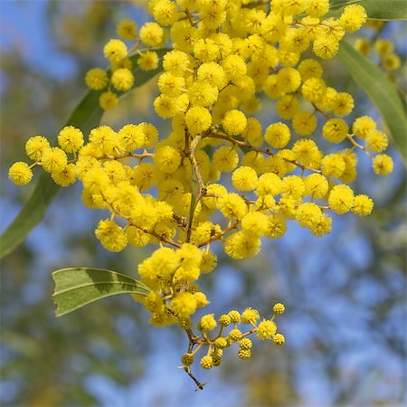 sherjaca (artist) - Australian Icon Golden Wattle Flowers blooming in spring close up Fotografie stock - Microstock e Abbonamento, Codice: 400-08731853