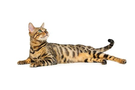 simsearch:400-08787685,k - Portrait of beautiful bengal cat isolated lying over white background. Copy space. Foto de stock - Super Valor sin royalties y Suscripción, Código: 400-08731875