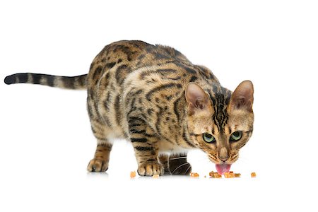 simsearch:400-08787685,k - Portrait of beautiful bengal cat eating isolated over white background. Copy space. Foto de stock - Super Valor sin royalties y Suscripción, Código: 400-08731873