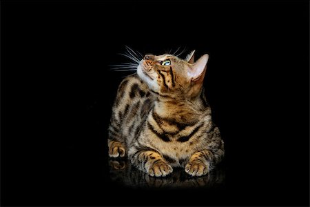 simsearch:400-06919673,k - Portrait of beautiful bengal cat staring at something. Studio shot over black background. Copy space. Stock Photo - Budget Royalty-Free & Subscription, Code: 400-08731880