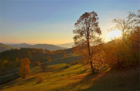 simsearch:400-04887016,k - birch forest in sunny morning autumn Photographie de stock - Aubaine LD & Abonnement, Code: 400-08731969