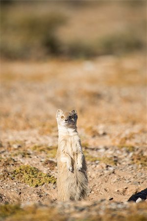 A weary Yellow Mongoose watches nervously from it's burrow for any empeeding danger. Photographie de stock - Aubaine LD & Abonnement, Code: 400-08732164