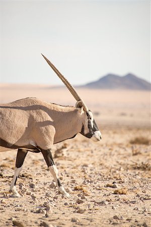 A single Oryx antelope walks along in the Namib desert. Stockbilder - Microstock & Abonnement, Bildnummer: 400-08732167