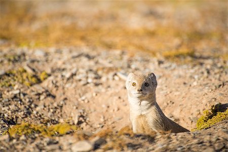 A weary Yellow Mongoose watches nervously from it's burrow for any empeeding danger. Photographie de stock - Aubaine LD & Abonnement, Code: 400-08732163