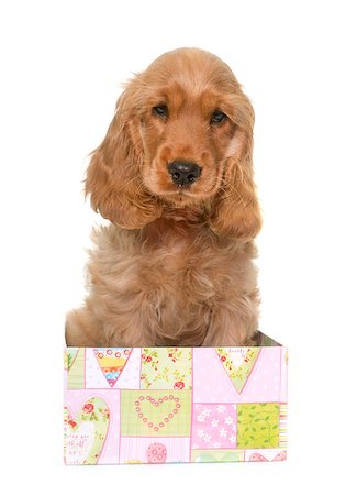 puppy cocker spaniel in front of white background Stock Photo - Budget Royalty-Free & Subscription, Code: 400-08732171