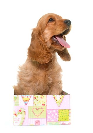 puppy cocker spaniel in front of white background Stock Photo - Budget Royalty-Free & Subscription, Code: 400-08732172