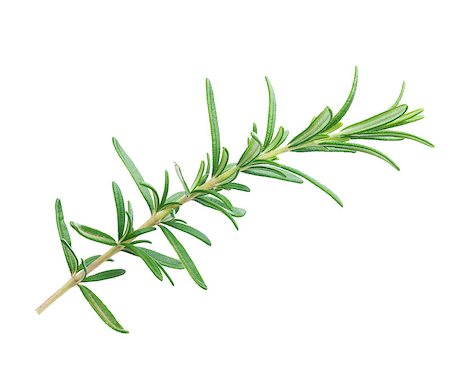 rosemary sprig - Twig of rosemary isolated a white background Stock Photo - Budget Royalty-Free & Subscription, Code: 400-08732215