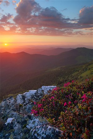 rododendro - rhododendron flowers in the foreground, the sky red clouds, sunset Foto de stock - Super Valor sin royalties y Suscripción, Código: 400-08732364