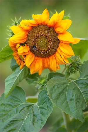 simsearch:400-04714958,k - flower yellow sunflower illuminated by beautiful light, flying insects Foto de stock - Super Valor sin royalties y Suscripción, Código: 400-08732373