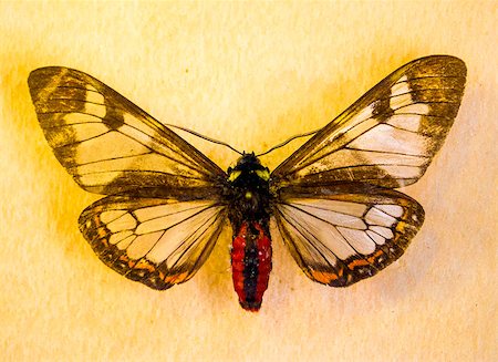 simsearch:400-04330574,k - butterfly insect Foto de stock - Super Valor sin royalties y Suscripción, Código: 400-08732620