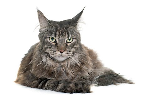 simsearch:400-08832996,k - maine coon in front of white background Foto de stock - Super Valor sin royalties y Suscripción, Código: 400-08732867