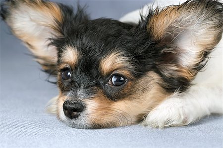 simsearch:400-05722368,k - Cute puppy of the Continental Toy spaniel - Papillon - on a blue-gray background Stock Photo - Budget Royalty-Free & Subscription, Code: 400-08733067