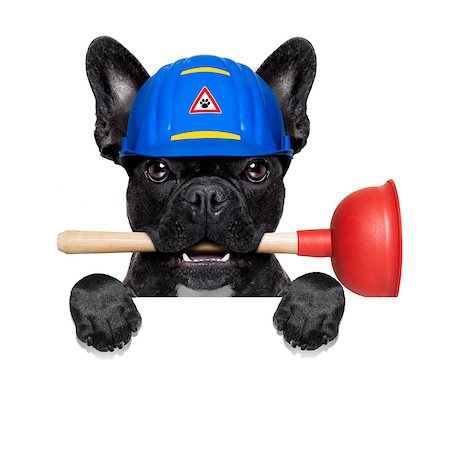 dog like person - handyman  french bulldog dog worker with helmet and plunger  in mouth, ready to repair, fix everything at home, isolated on white background ,behind  banner placard Stock Photo - Budget Royalty-Free & Subscription, Code: 400-08733084