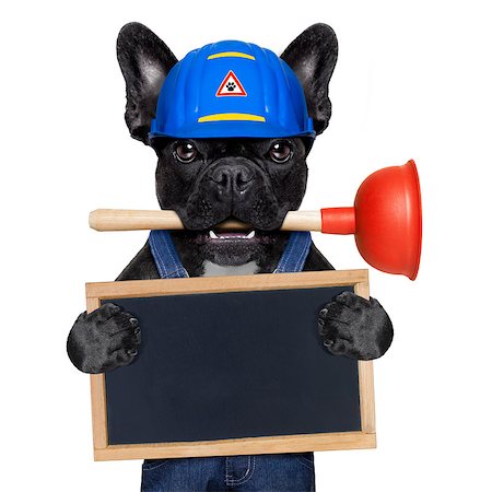 dog like person - handyman  french bulldog dog worker with helmet and plunger  in mouth, ready to repair, fix everything at home, isolated on white background, holding   banner placard Stock Photo - Budget Royalty-Free & Subscription, Code: 400-08733087