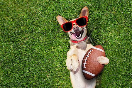 dog fan - soccer  chihuahua dog holding a rugby ball and laughing out loud with red sunglasses outdoors on meadow grass at the field Stock Photo - Budget Royalty-Free & Subscription, Code: 400-08733091