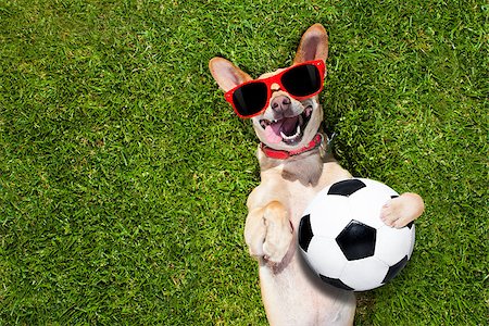 dog fan - soccer  chihuahua dog holding a ball and laughing out loud with red sunglasses on the grass meadow at the park outdoors Stock Photo - Budget Royalty-Free & Subscription, Code: 400-08733092