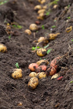 simsearch:633-01574258,k - Fresh dug potatoes in the garden, ground Fotografie stock - Microstock e Abbonamento, Codice: 400-08733542